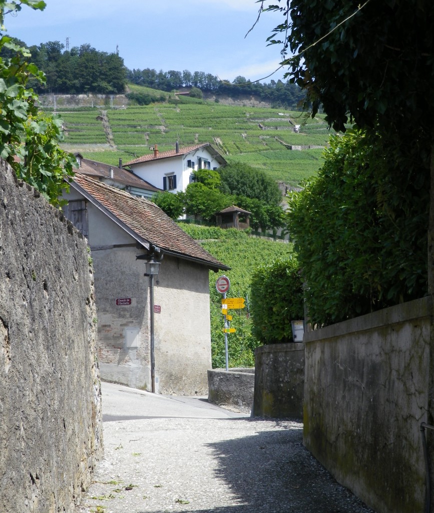 On the Terrasses of Lavaux Trail