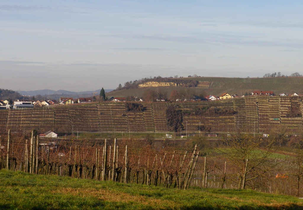 Terraced Hillsides along the Neckar