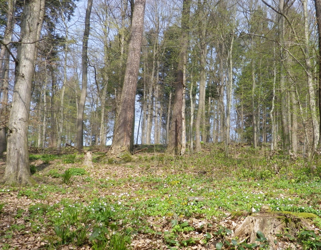 Carpet of Wildflowers