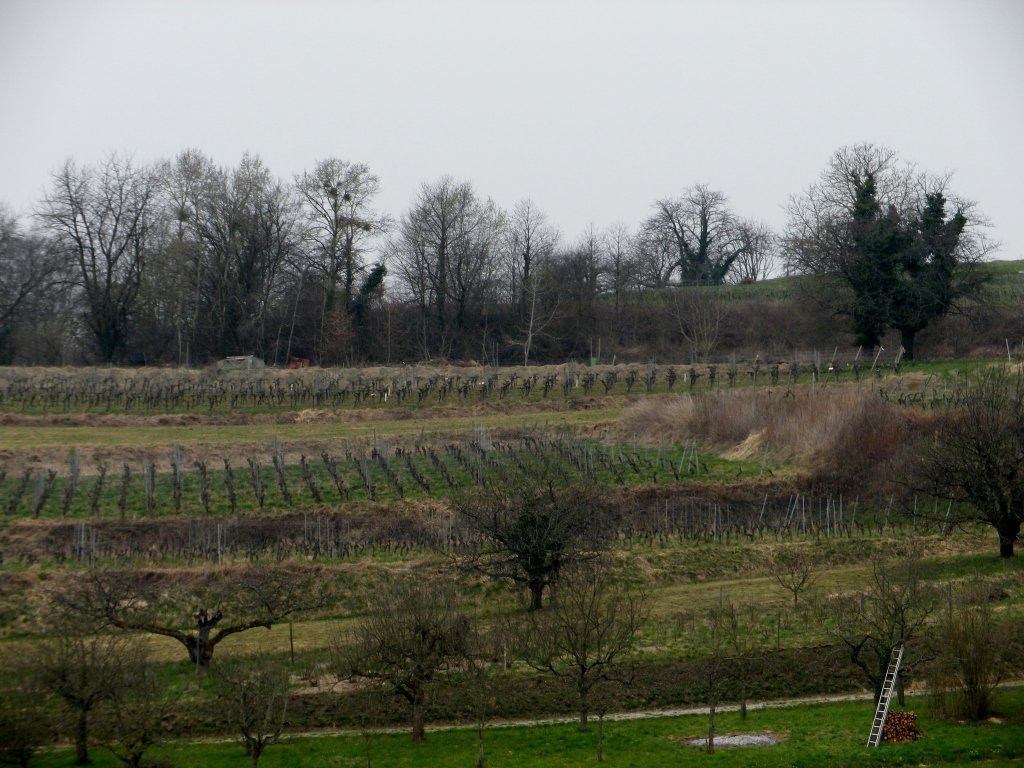 Small Vineyard amongst the Trees