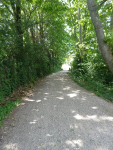 Trail through the Bogs