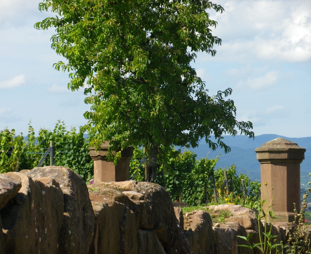 Grand Cru Eichberg, Eguisheim