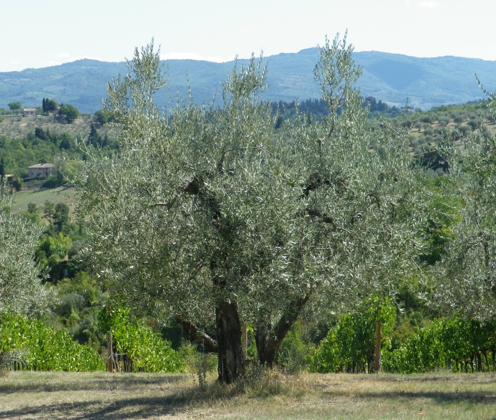 Old Olive Tree