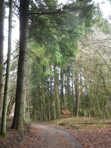 Representative Trail Segment Nearing Trarbach