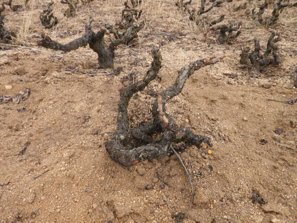 Beaujolais Vines