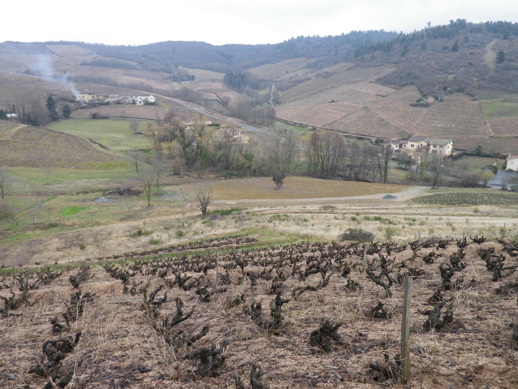 Hills beyond Fleurie