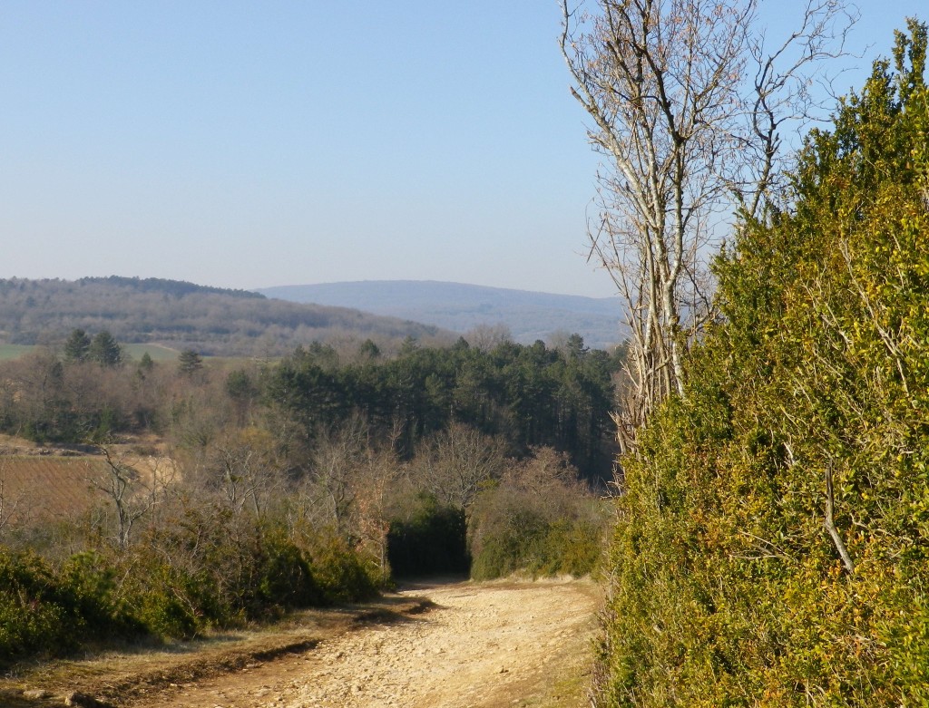 Vines, Pines and Boxwoods