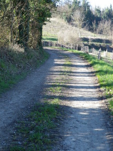 Trail Surface Amidst Vines