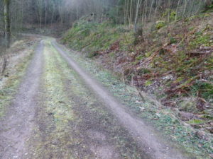 Trail Surface through Woods