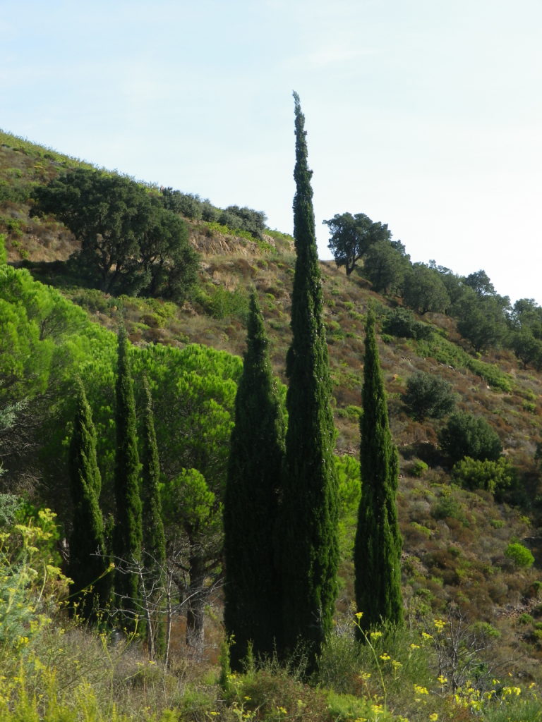 Cypresses